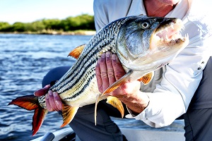 Zambezi Tiger