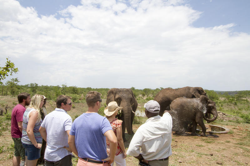 Elephant interaction in Victoria Falls