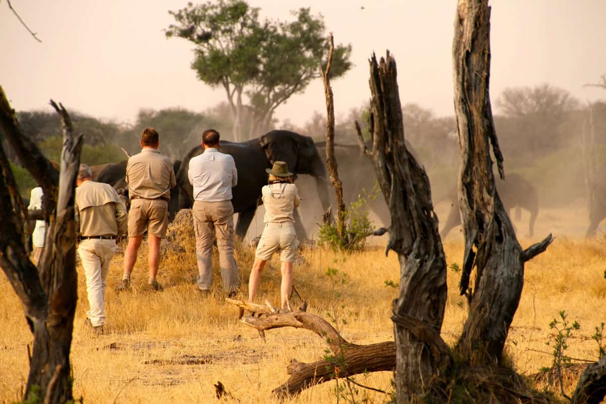 Hwange Safari