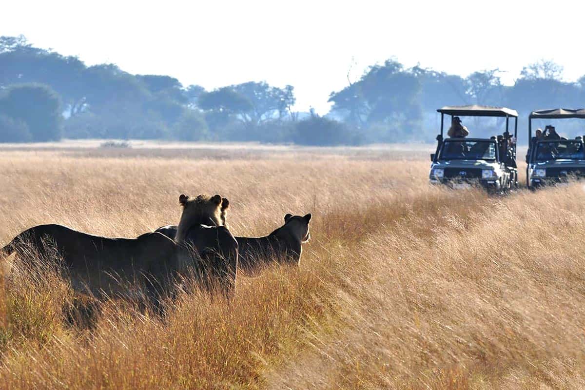 Hwange Safari