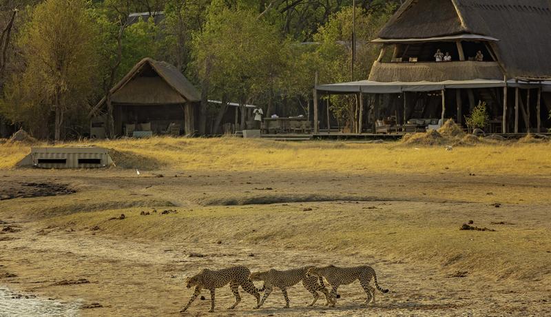 Hwange safari