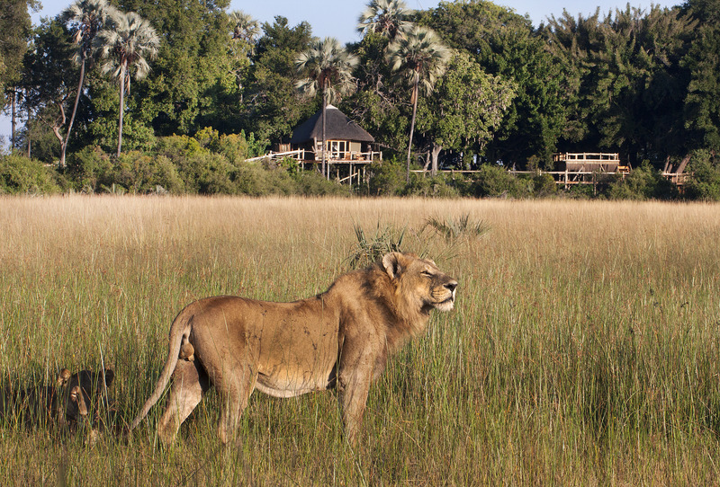 Lion in front of Kwetsani Camp