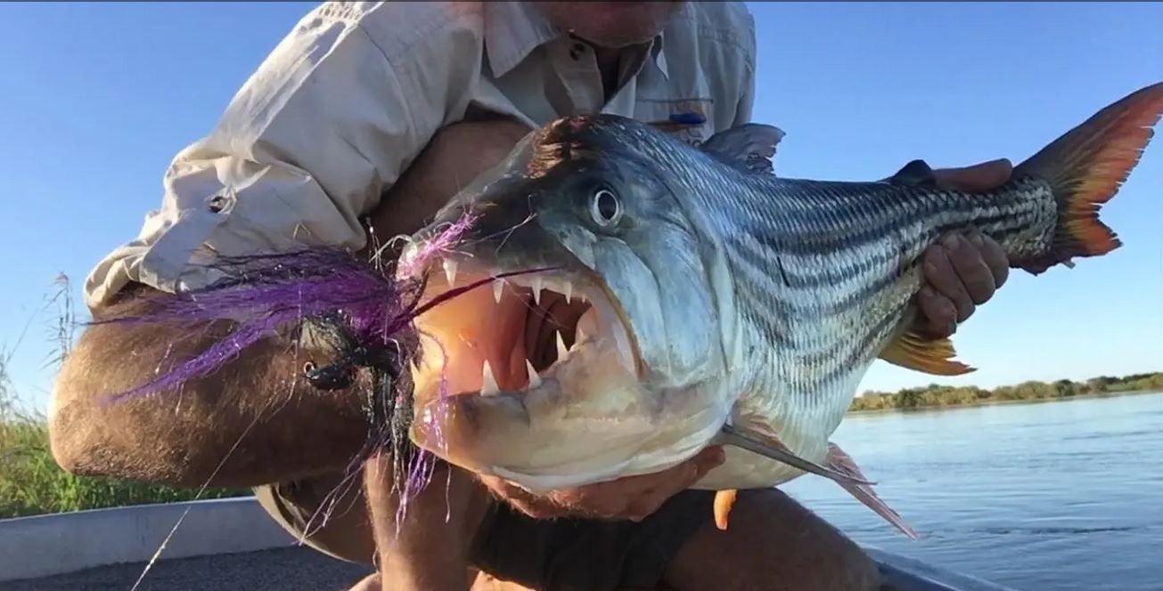 Zambesi Queen fishing