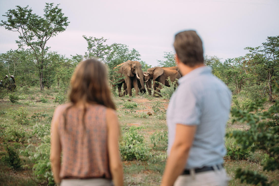 Elephant conservation experience at The Elephant Camp