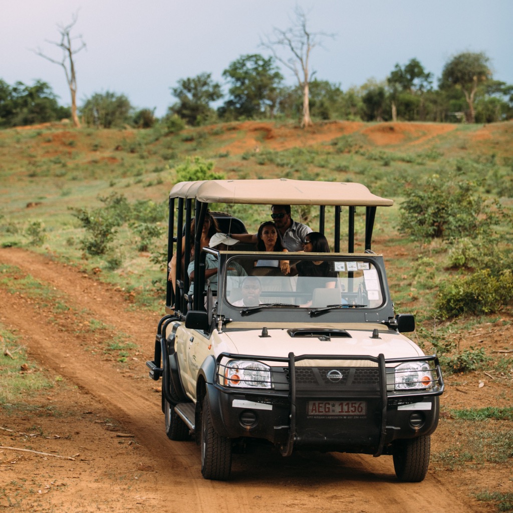 wallow lodge game drive