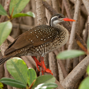 African_Finfoot,_by P Cool