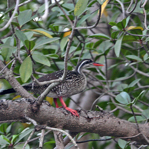 African_finfoot_By N. de Macedo