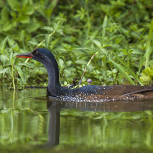 African_finfoot_By N. de Macedo2