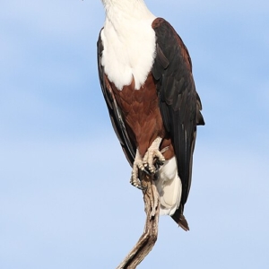 African_fish_eagle Derek Keats