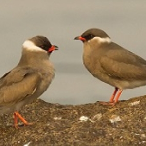 Rock Pratincole