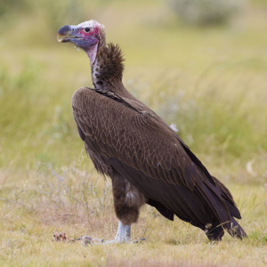 Lappet-faced-vulture by Yathin sk