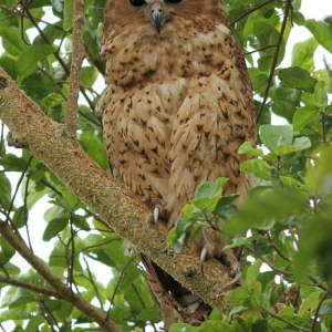 Pel’s_fishing_owl Derek Keats
