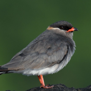 Rock Pratincole