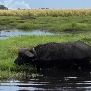 Chobe buffalo