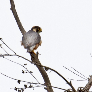Taita Falcon by IC Ridell