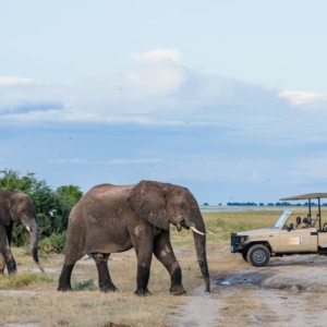 dusty-elephants-game-drive – Copy