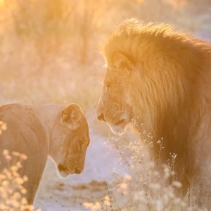 golden-lion-couple – Copy