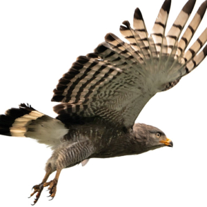 snake-eagle_western_banded_courtesy_FonsMaex