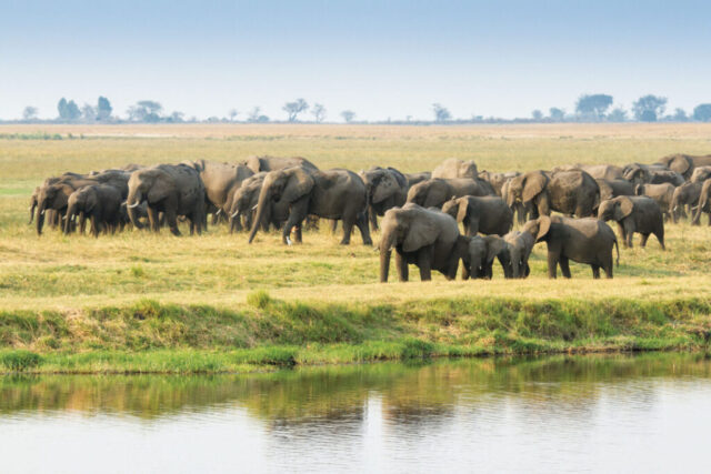 Chobe-elephants