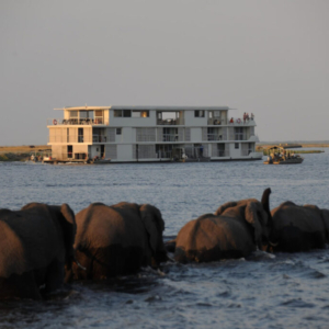 Zambezi-Queen_Elephants