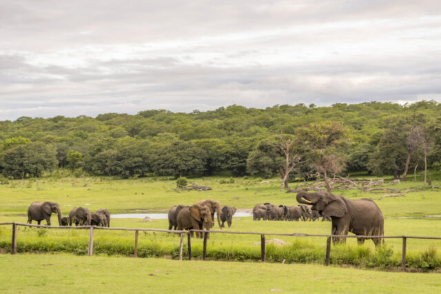 Hwange Safari Lodge elephants