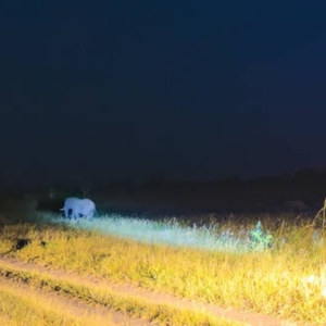 game drive night